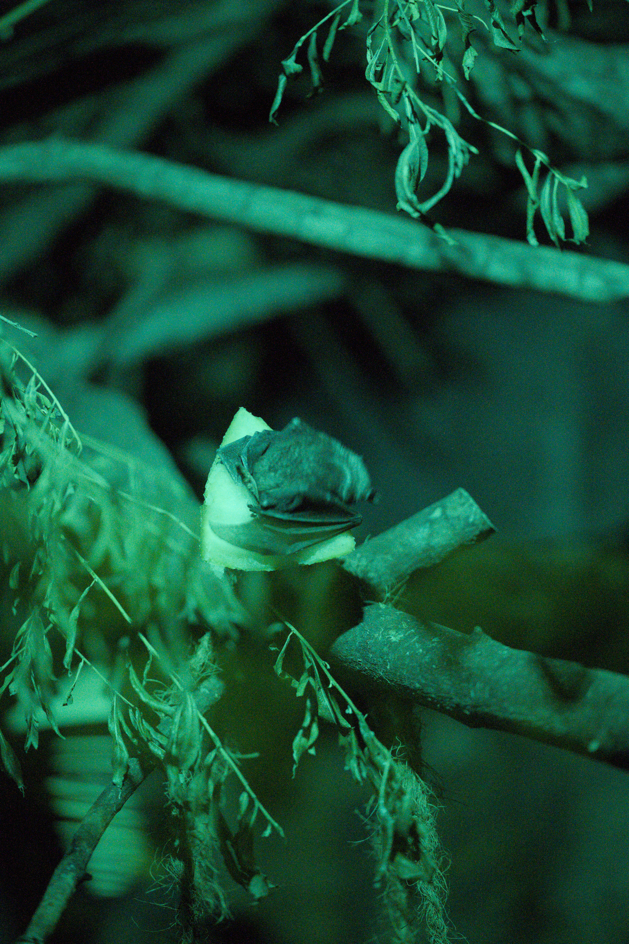 2025/10/12 - zoo/DSC_0279.jpg